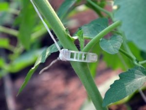 Tomato Clip