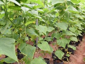 Crop Support Net
