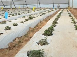 Mulching Film