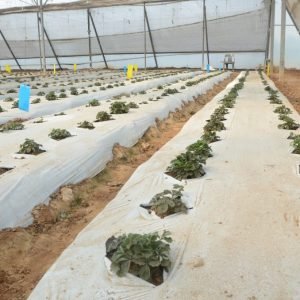 Mulching Film
