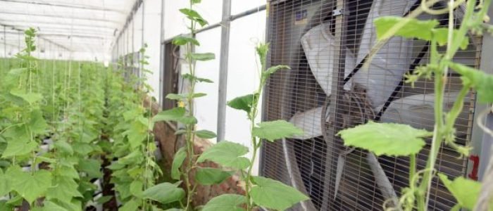 Greenhouse Ventilation Fan