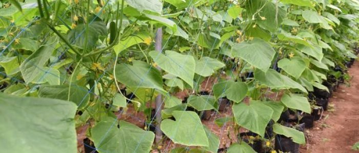 Crop Support Net