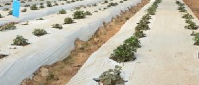 Mulching Film